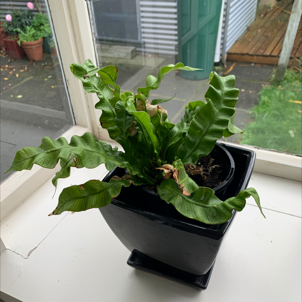 Hart's Tongue Fern in a black pot on a windowsill with some browning at the leaf tips.