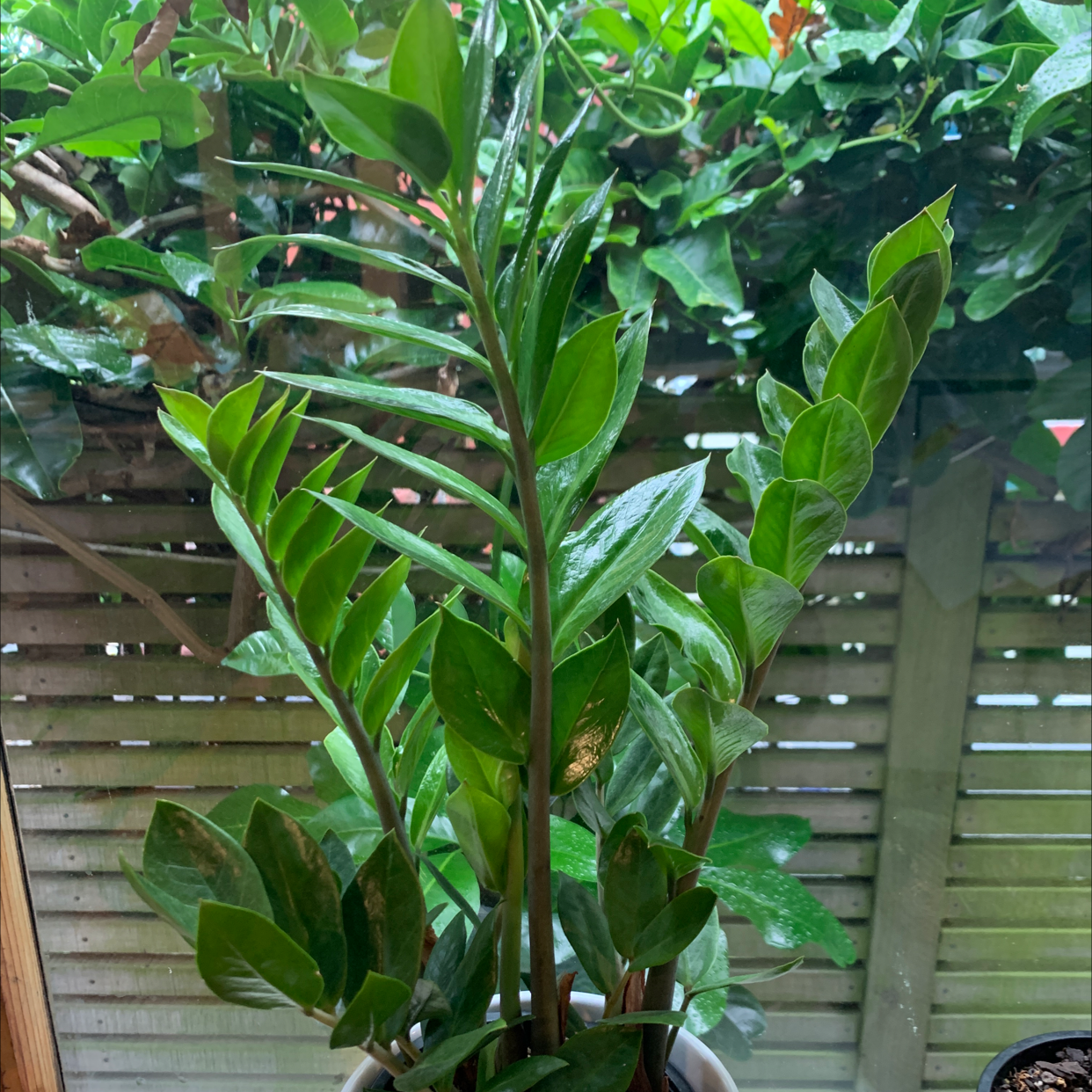 Zamioculcas Zamiifolia plant photo by @trent named ZZ on Greg, the plant care app.