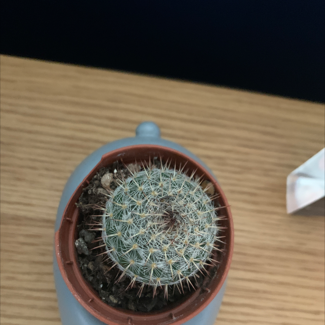 Top view of a Mammillaria Haageana cactus in a pot on a wooden surface.