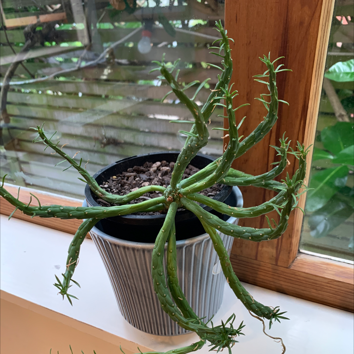 Medusa's Head plant in a pot on a windowsill, healthy green stems, visible soil.