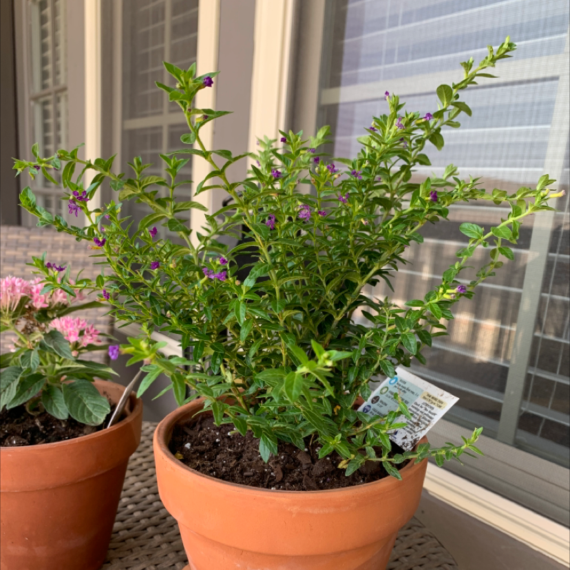Potted Mexican-Heather plant with green foliage and small purple flowers.