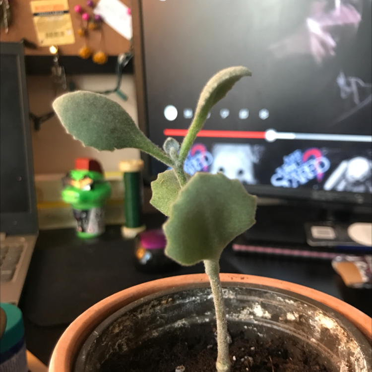 Tiny
