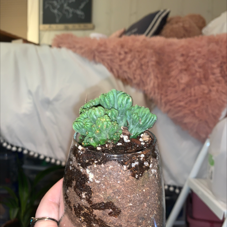 Closeup of hands holding a small green succulent Haworthia plant with plump translucent spotted leaves, potted in brown soil.