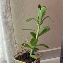 Witch's Moneybags plant