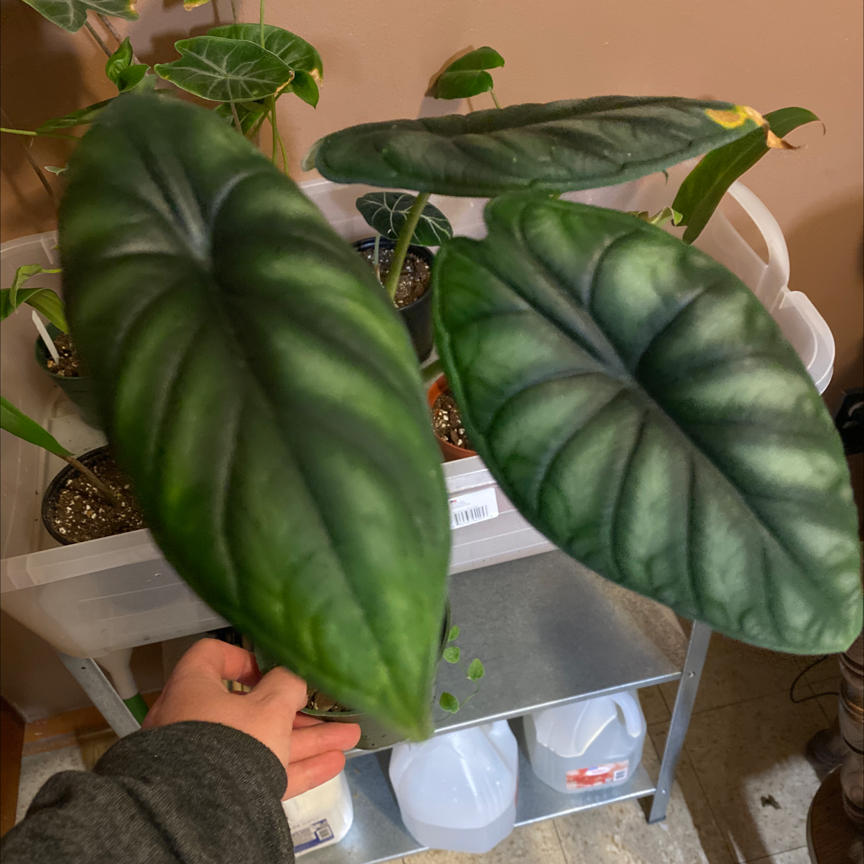 Alocasia 'Dragon Scale' plant with large, dark green leaves, indoors on a shelf with other plants.