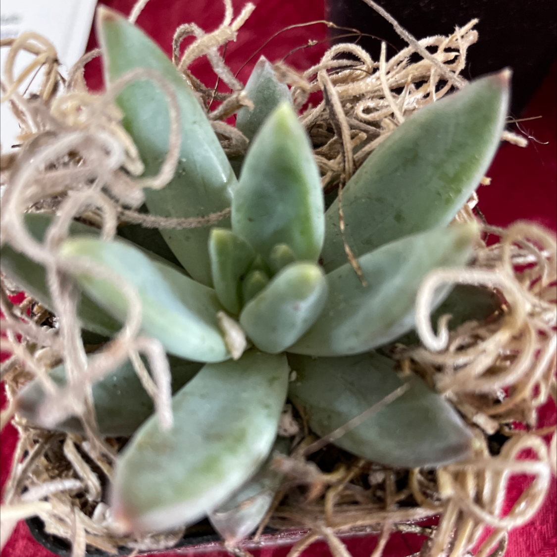 A healthy succulent plant with thick, fleshy leaves surrounded by dried plant material.