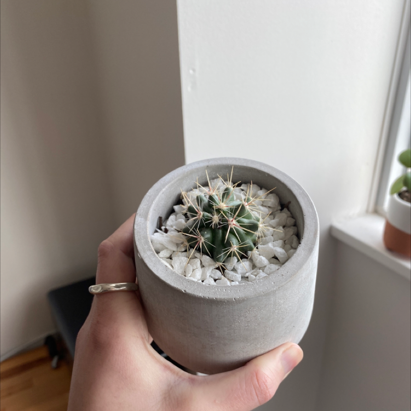 Photo of the plant species Little Nipple Cactus by @cmack named Spichael Jordan on Greg, the plant care app