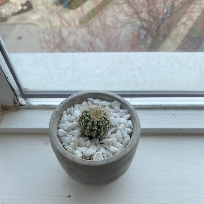 Small spherical Lace Hedgehog Cactus in a gray pot, covered in dense white spines. Appears healthy with no damage or discoloration.