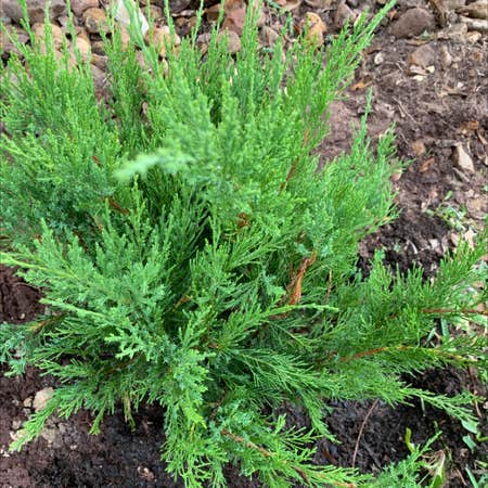 Photo of the plant species Crimean Juniper by Linda named Morgan Treeman on Greg, the plant care app