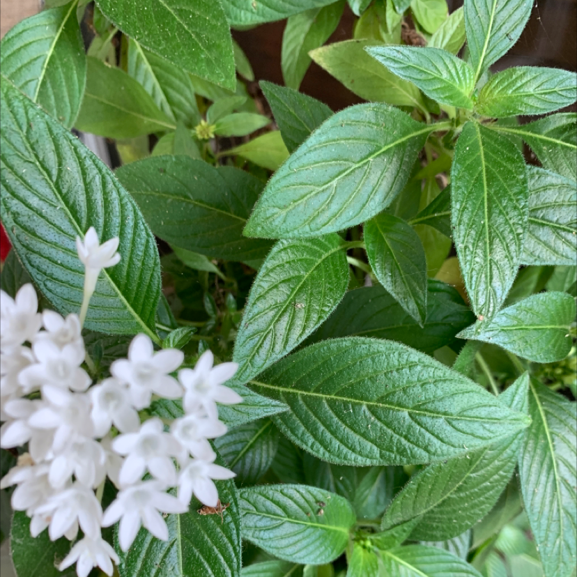 Egyptian Starcluster plant with green leaves and white flowers, well-framed and in focus.