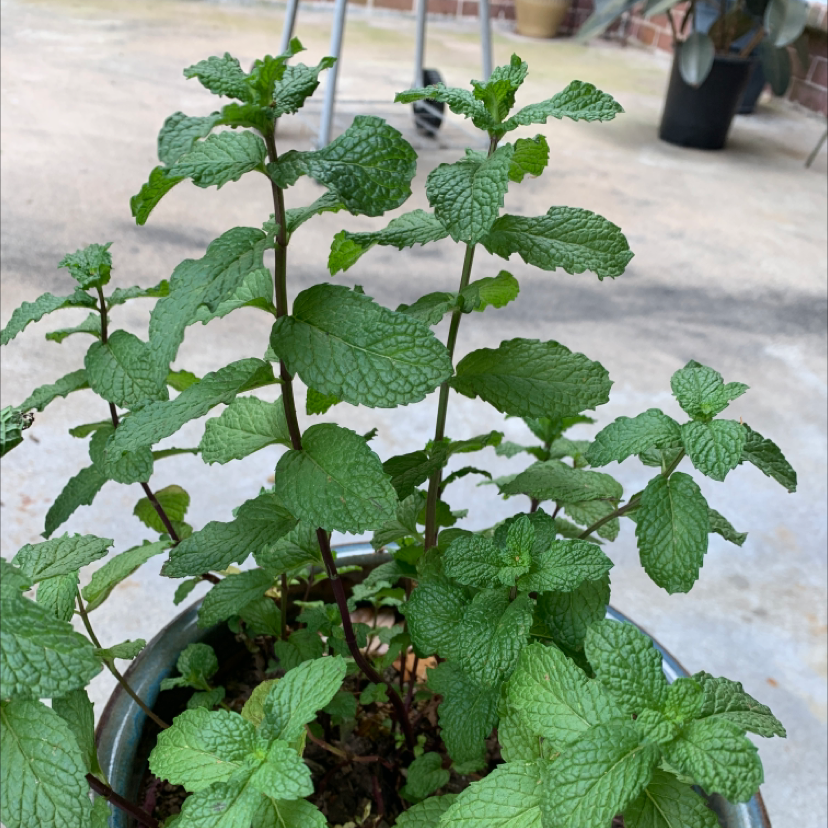Healthy Apple Mint plant with vibrant green leaves in a pot.
