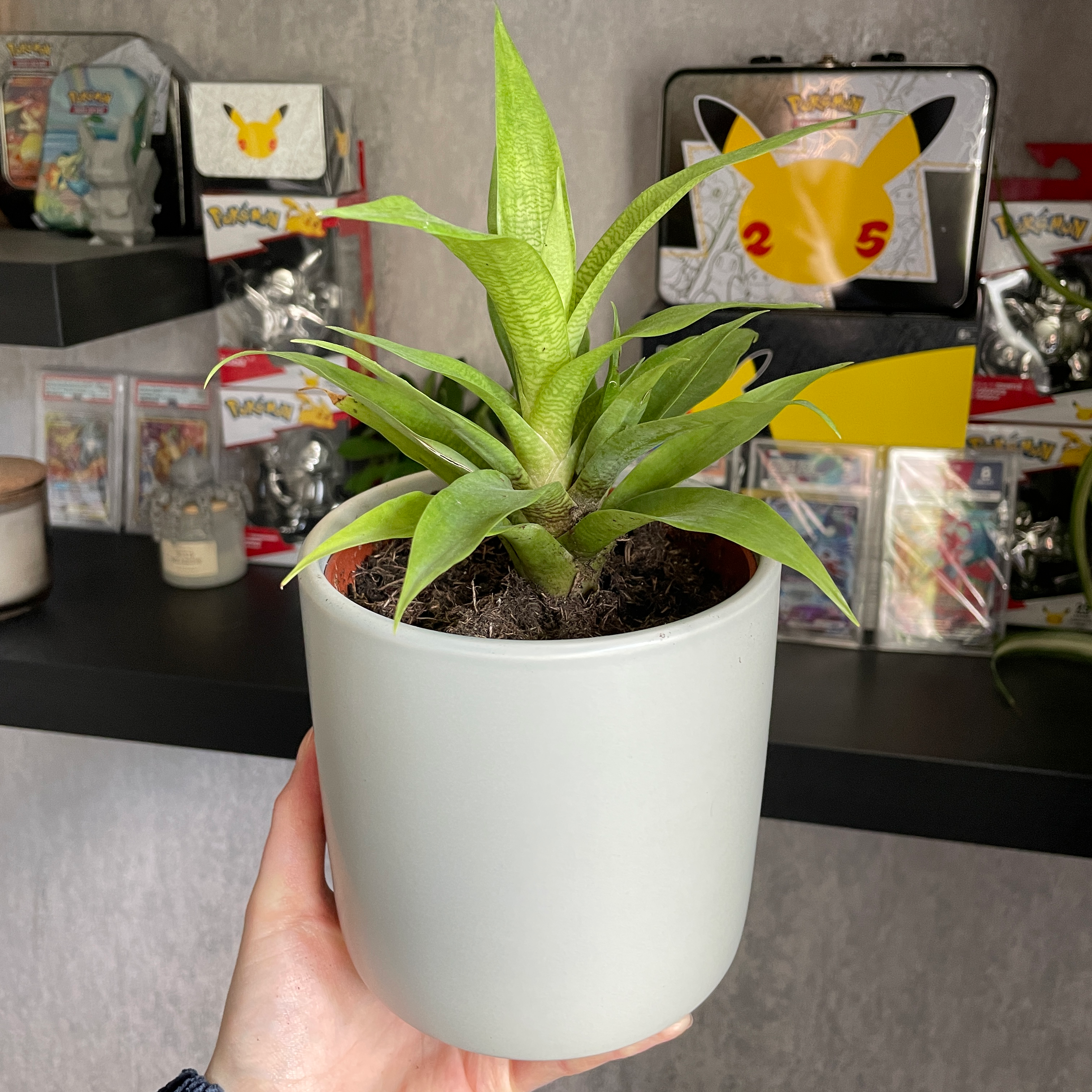 Dracaena Limelight plant in a white pot held by a hand, with vibrant green leaves.