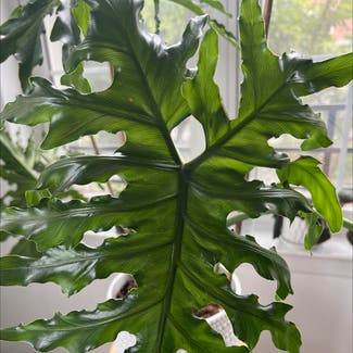Split Leaf Philodendron plant in New York, New York