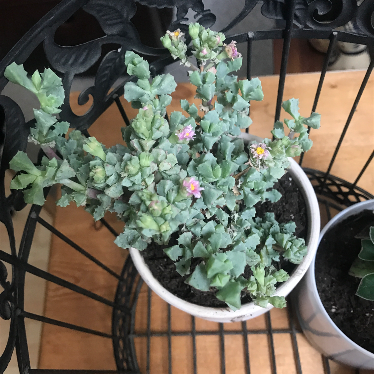 Photo of the plant species Deltoid-Leaved Dew Plant by @DashingBilberry named Huckelberry Fern on Greg, the plant care app