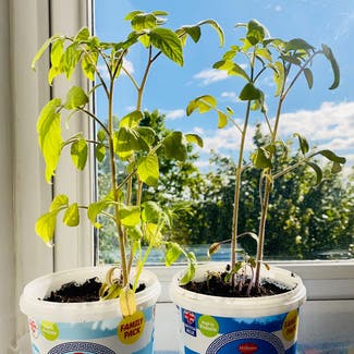 Tomato Plant plant in Bromley, England