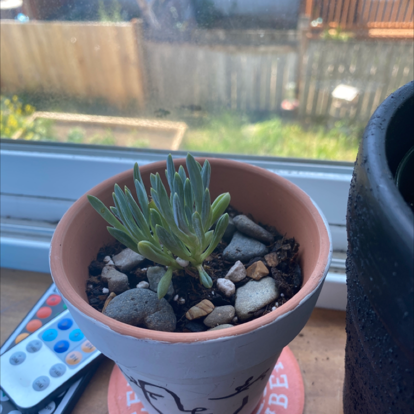 Potted Narrow-Leaf Chalk Sticks plant on a windowsill with visible soil and small rocks.