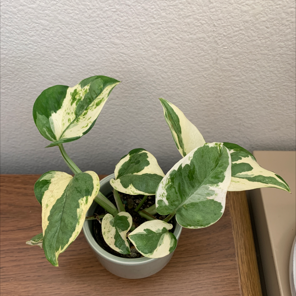 Photo of the plant species Pearls and Jade Pothos by @alinyaa named princess on Greg, the plant care app