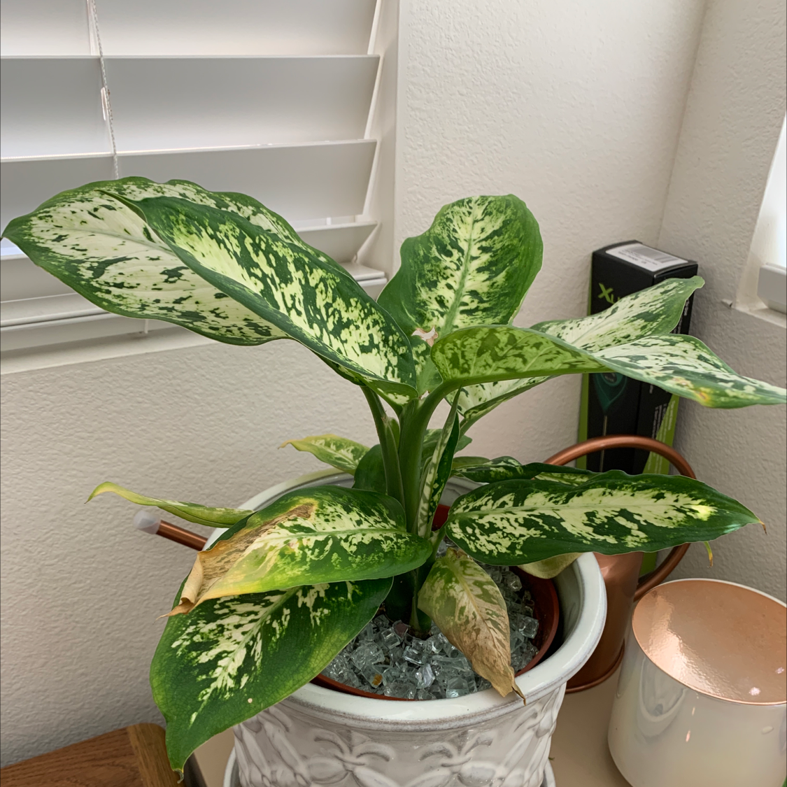 Dieffenbachia plant photo by @alinyaa named difficult on Greg, the plant care app.