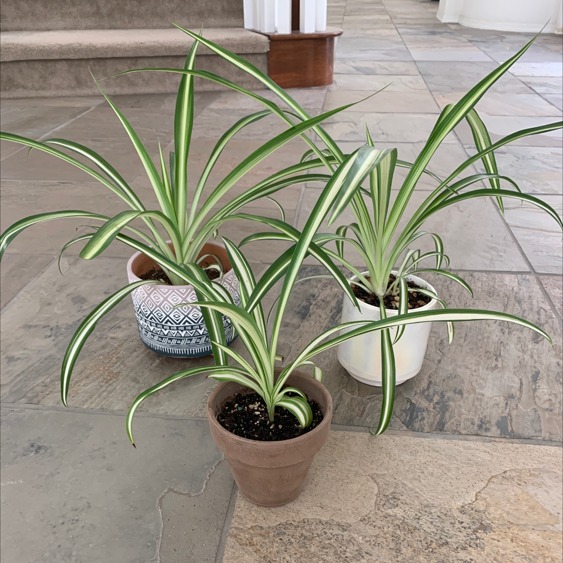 Spider Plant plant photo by @alinyaa named Tobey, Andrew, Tom on Greg, the plant care app.