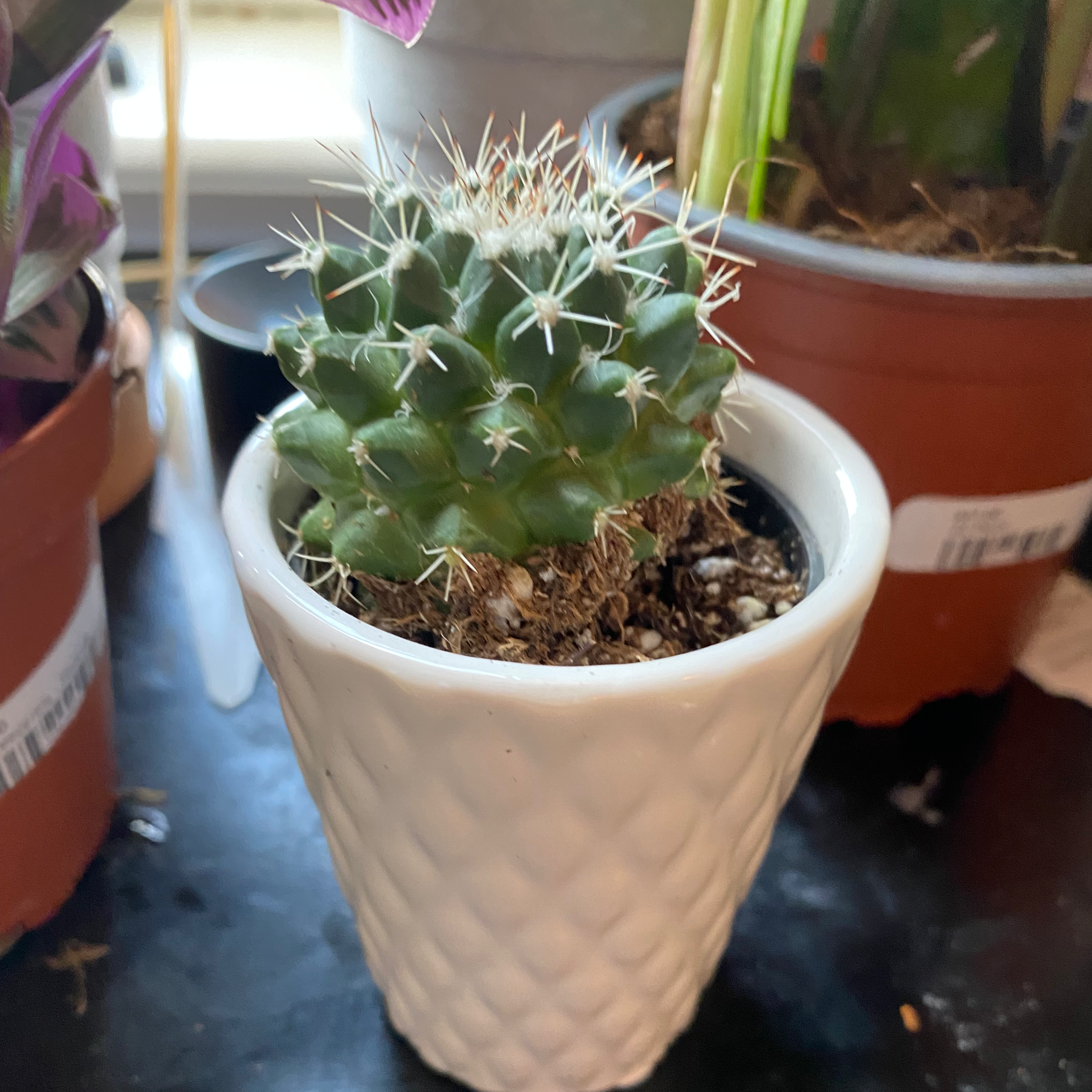 Photo of the plant species Mexican Pincushion by @ScientificMint named suzy on Greg, the plant care app
