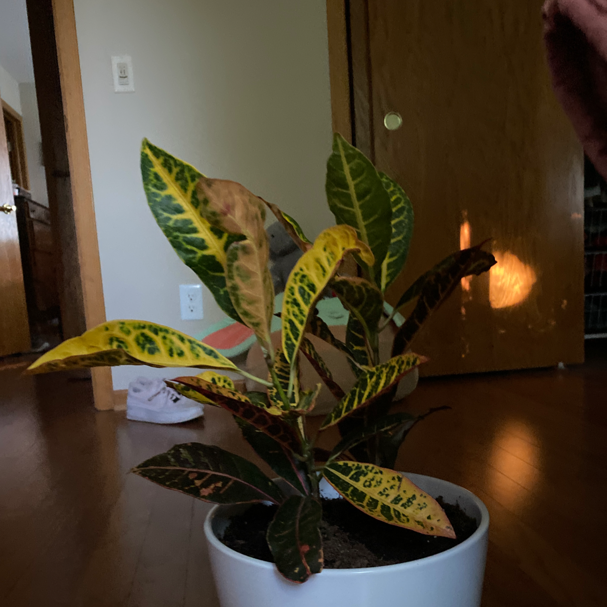Photo of the plant species Croton 'Magnificent' by @CuteFlax named Wall-E on Greg, the plant care app