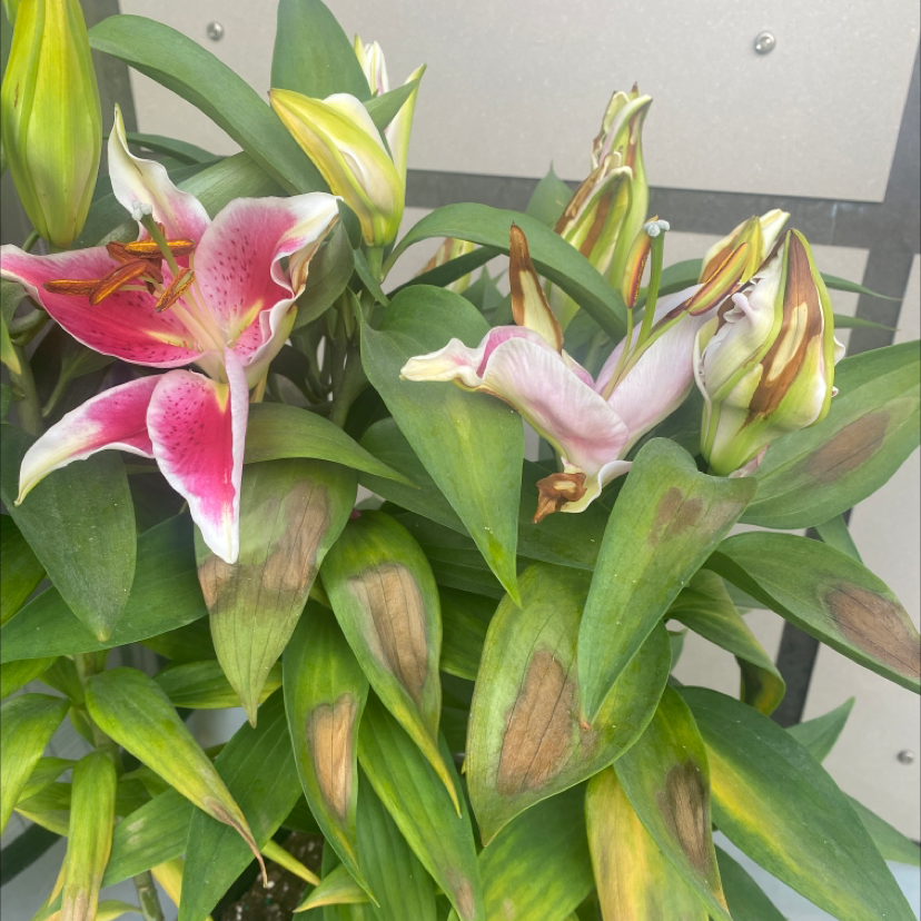 Peruvian-Lily with flowers and leaves showing browning and discoloration.