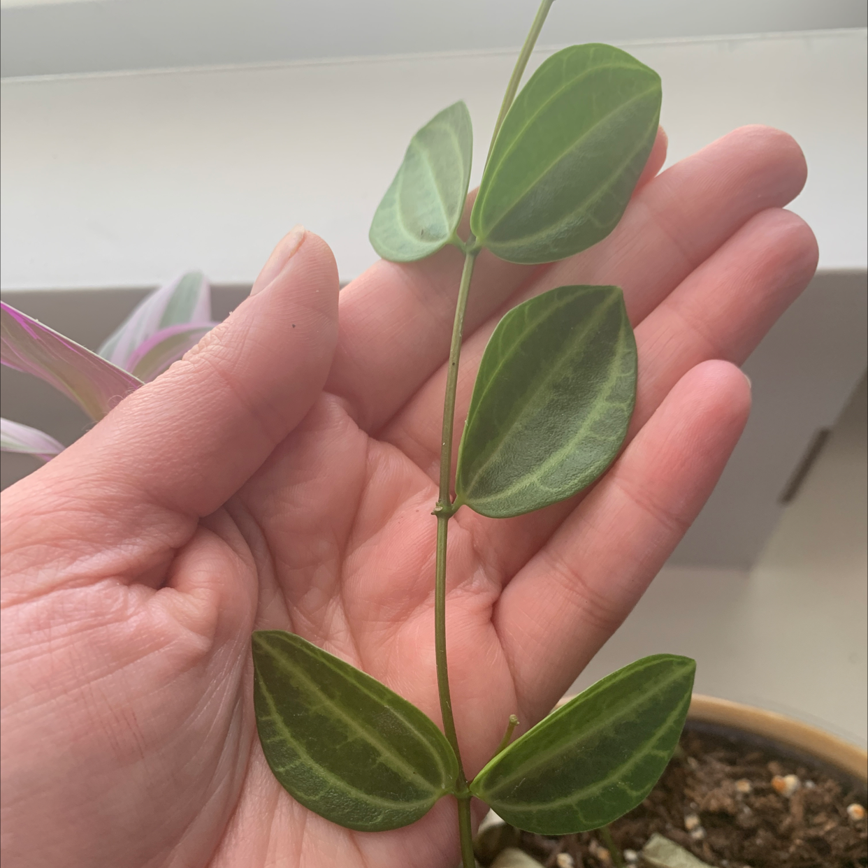 A healthy Beetle Peperomia plant held by a hand, showing green leaves.