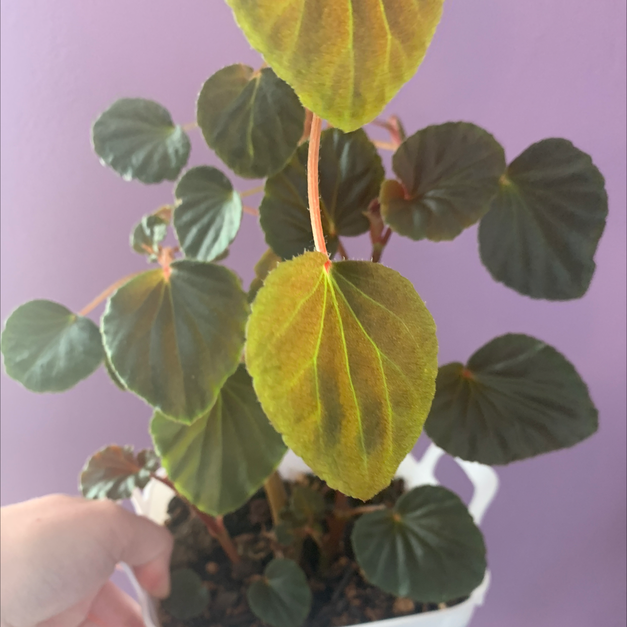 Plant care for Begonia peltata var. peltata on Greg, the plant care app