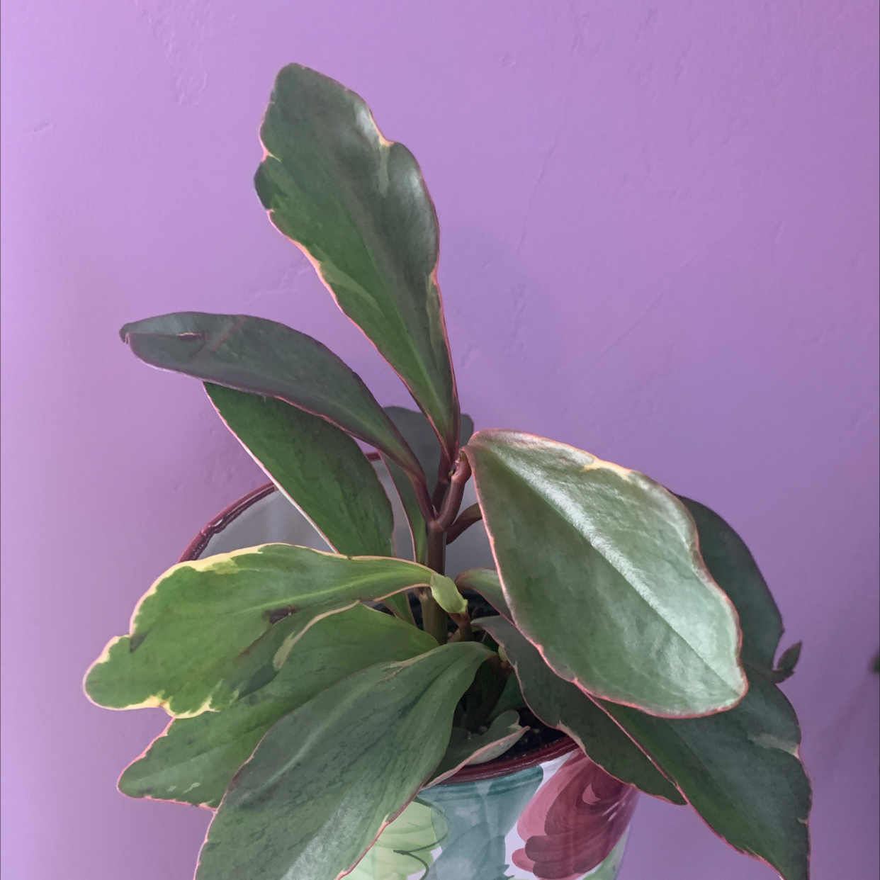 Peperomia 'Ginny' plant in a decorative pot against a purple wall.