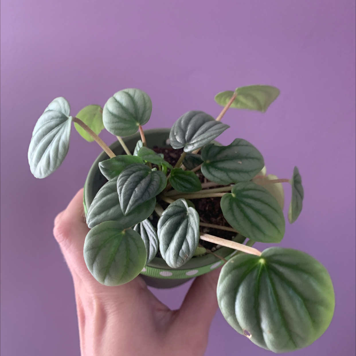 Silver Frost Peperomia plant in a pot, held by a hand, with healthy green leaves.