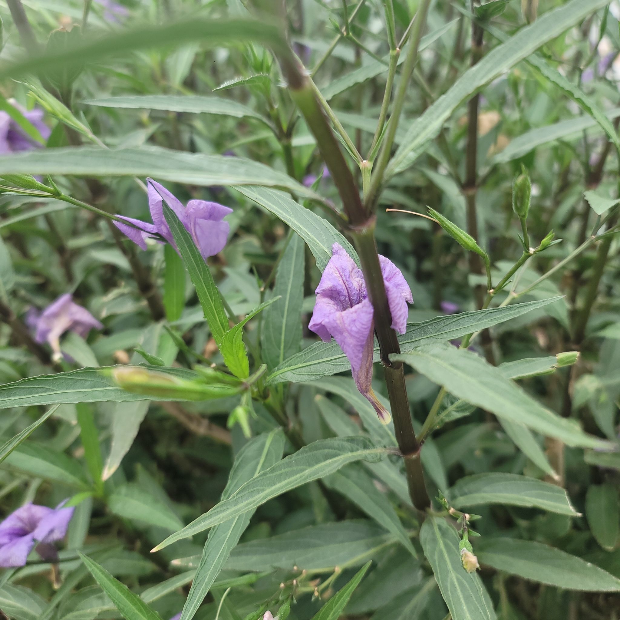 Mexican Bluebell plant with narrow green leaves and purple flowers.