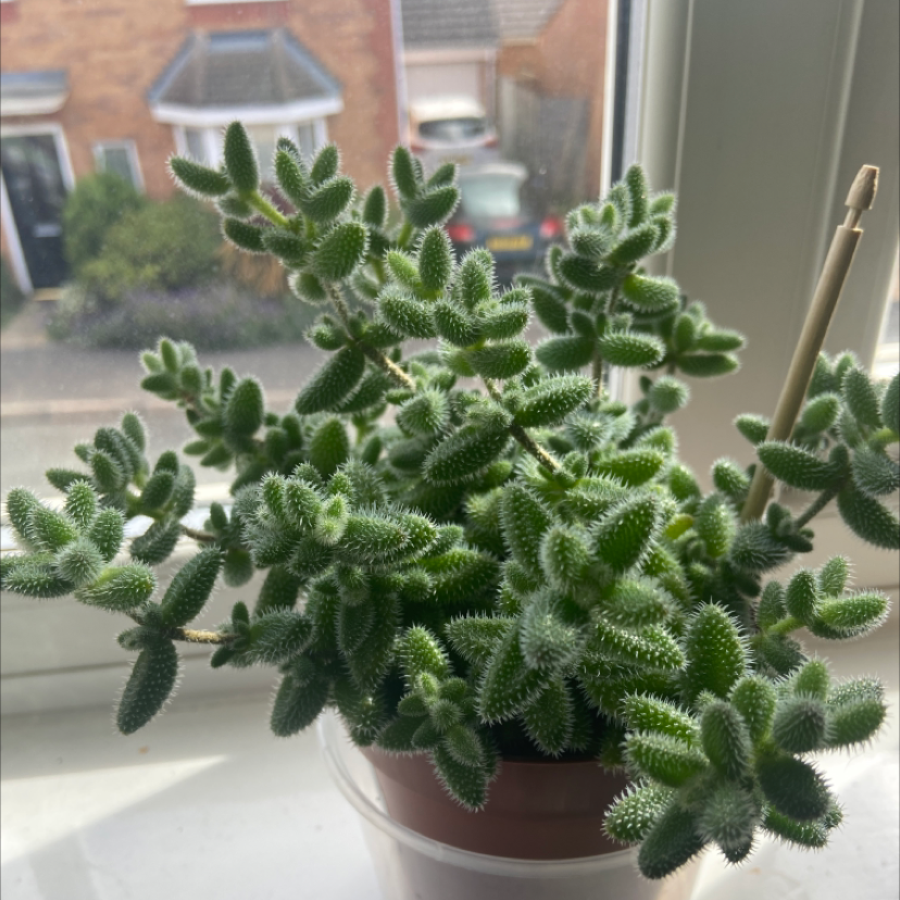 Photo of the plant species Pickle Plant by @meg333 named pickle on Greg, the plant care app