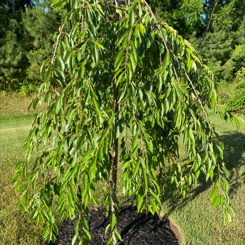 Photo of the plant species Weeping Cherry by @BigRockfig named Your plant on Greg, the plant care app