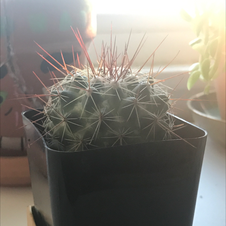 Healthy Simpson Hedgehog Cactus with spherical shape and long reddish-tipped spines in a black pot with warm lighting.