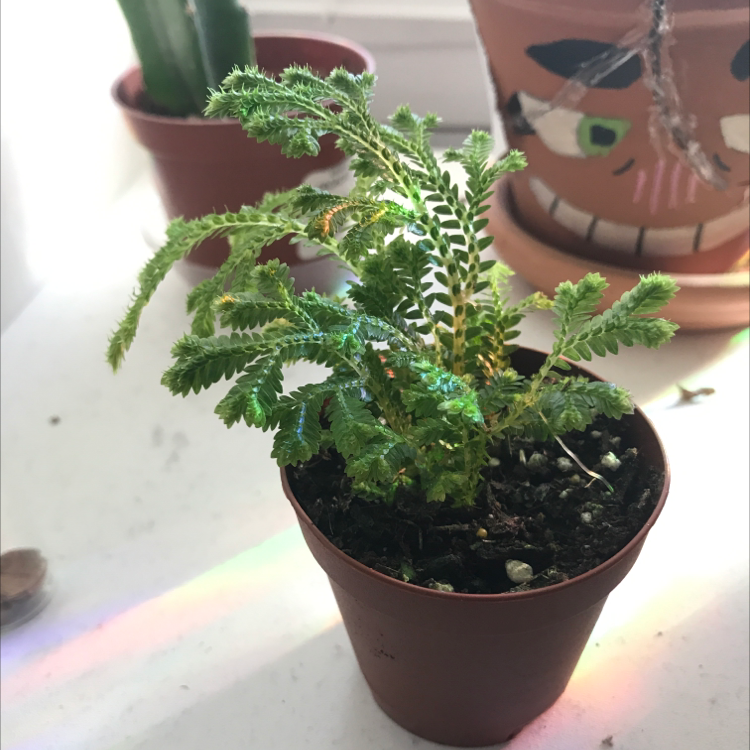 Club Moss plant photo by @teeth4us named Pete￼ on Greg, the plant care app.