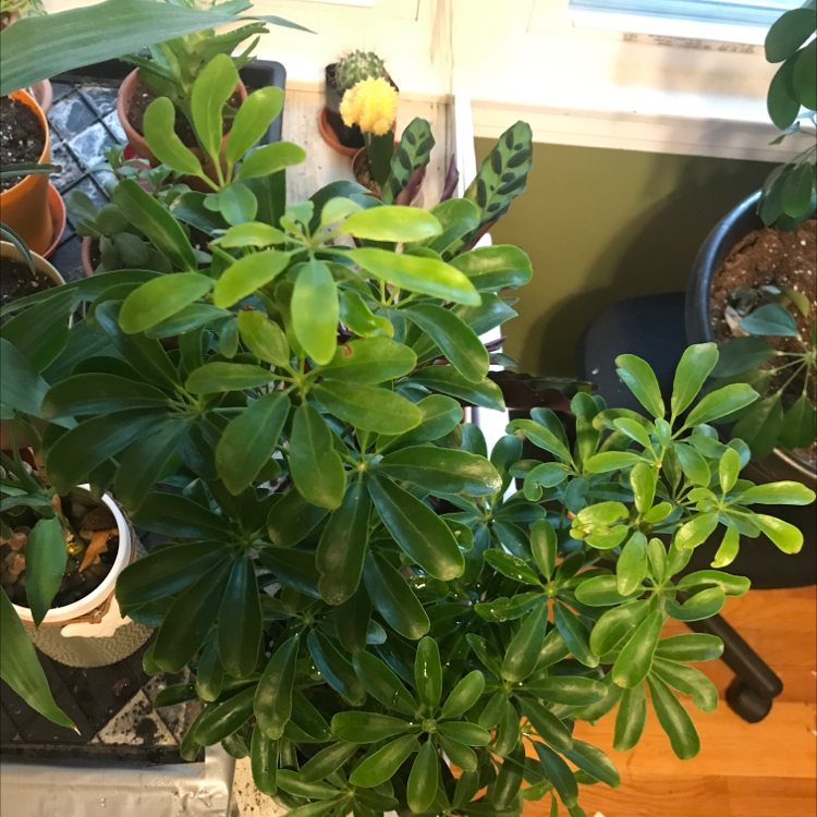 Healthy dwarf umbrella tree plant with lush green foliage, thriving on a sunny windowsill.