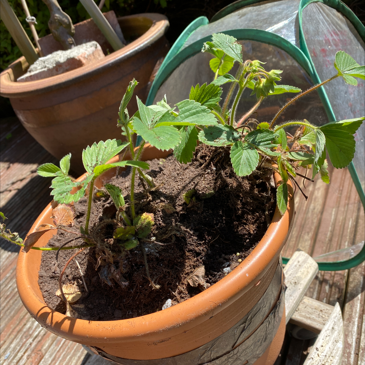 Potted California Strawberry plant with some browning leaves in a sunny outdoor setting.