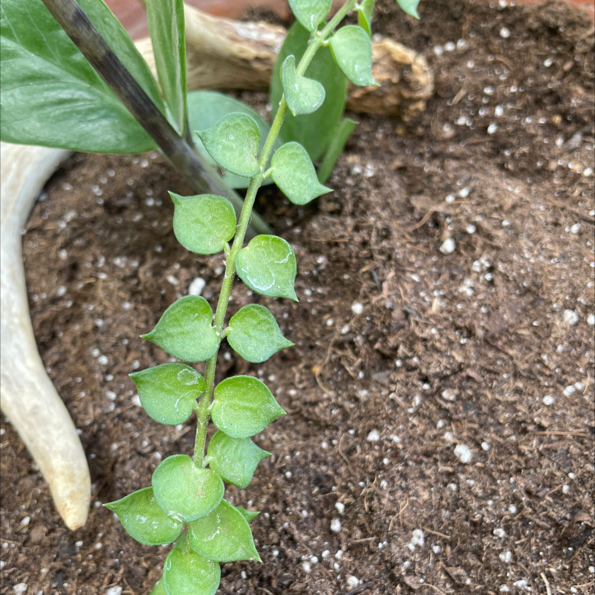 Million Hearts plant with heart-shaped leaves and visible soil.