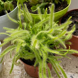Thread-Leaved Sundew plant
