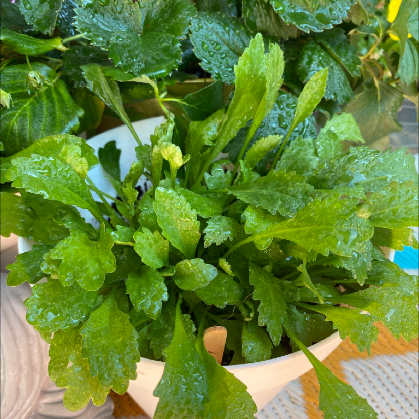 Healthy Ox-Eye Daisy plant with vibrant green serrated leaves and water droplets.