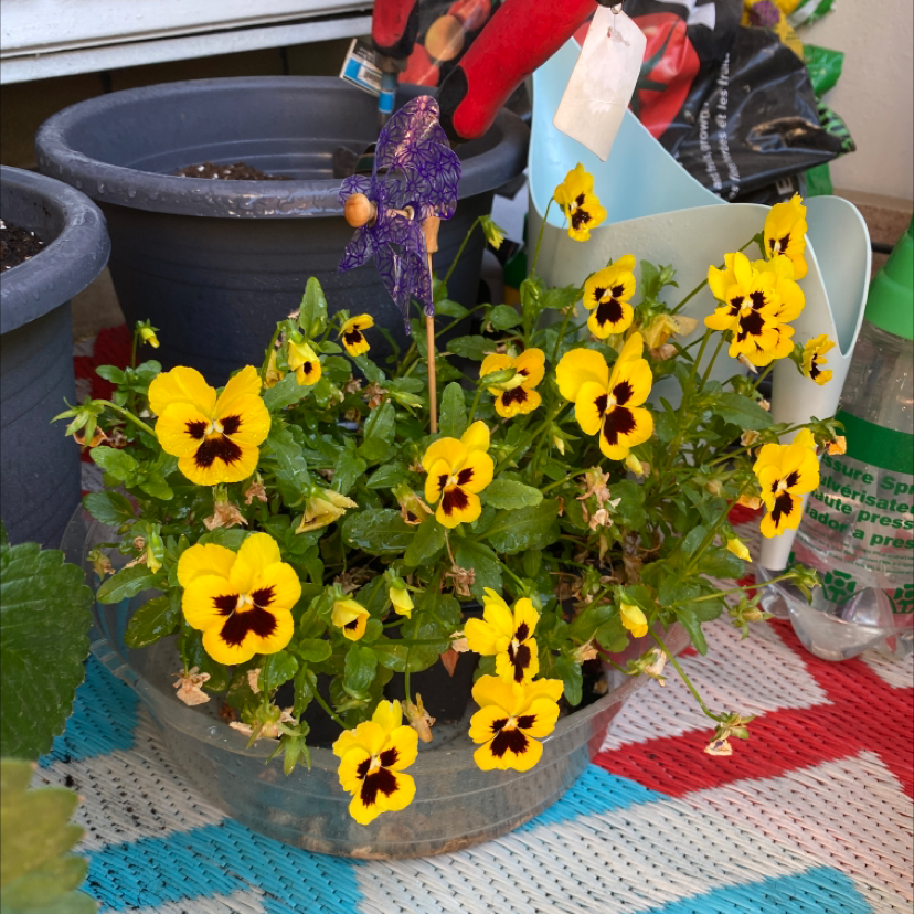 Photo of the plant species Twoflower Violet by @RichSapote named Pamela on Greg, the plant care app