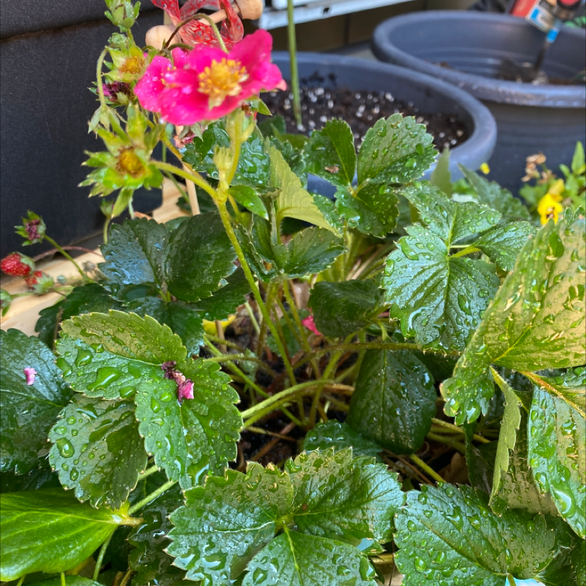 Healthy Mock Strawberry plant with green leaves and visible flowers, well-watered.