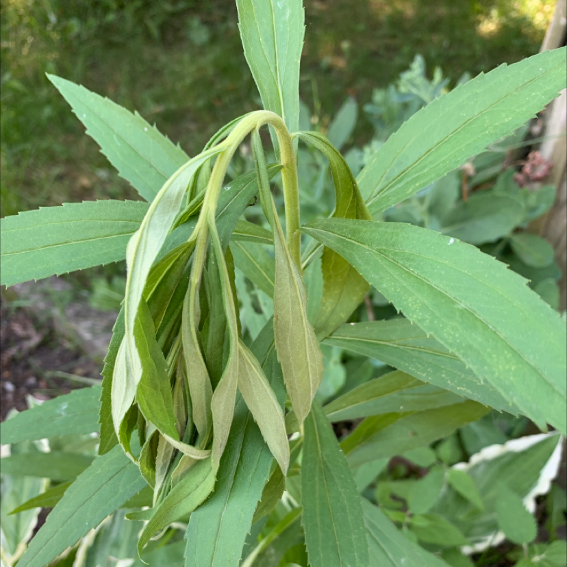 Rough Canada Goldenrod with wilting, drooping leaves in an outdoor setting.
