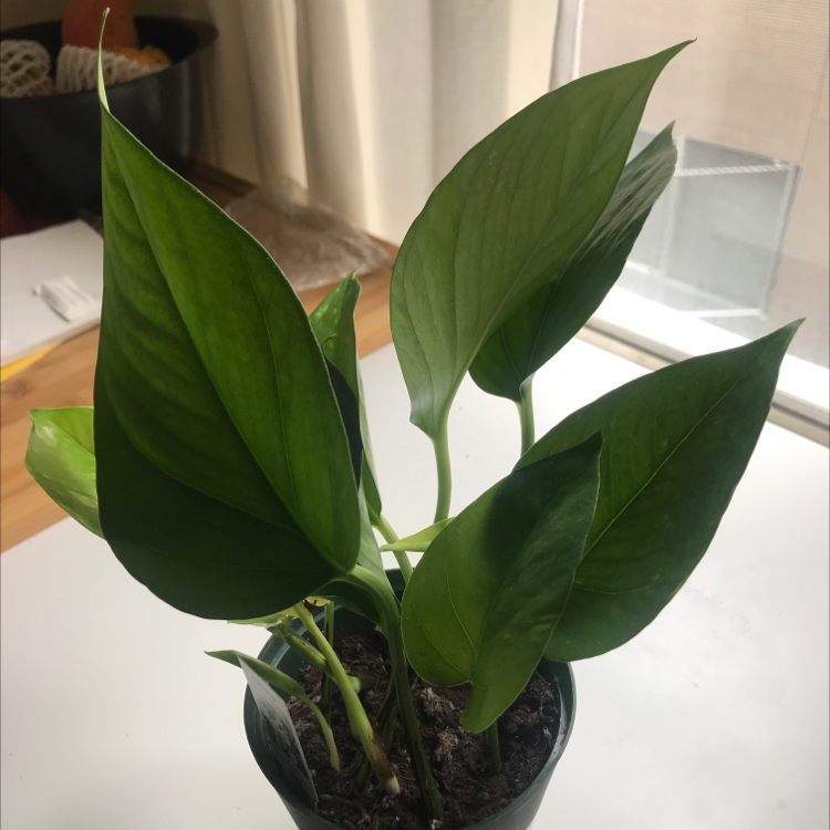 Taro Vine plant photo by Victoria named Wealthy on Greg, the plant care app.