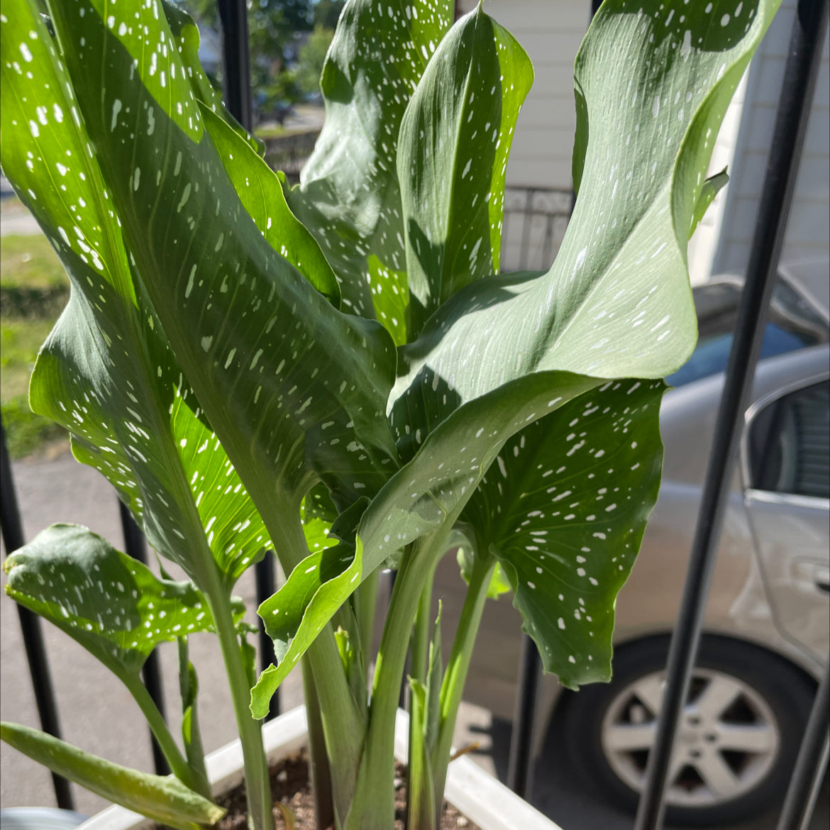 Spotted Calla Lily with healthy green leaves and white spots in a pot.