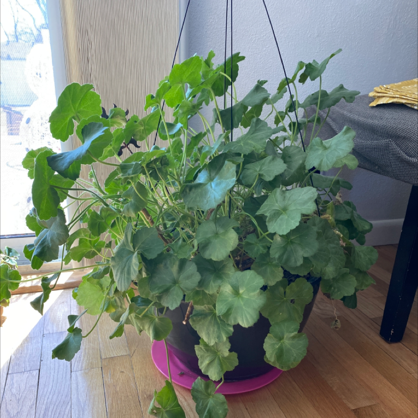 Photo of the plant species Ivy Geranium by @Bellamnichols named Beyonce on Greg, the plant care app