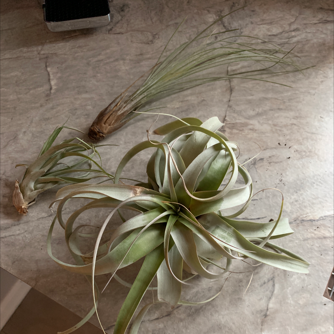 Three Spreading Airplants on a flat surface, appearing healthy.