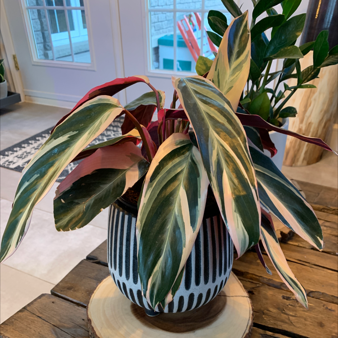 Never Never Plant (Ctenanthe oppenheimiana) in a decorative pot indoors with variegated leaves.
