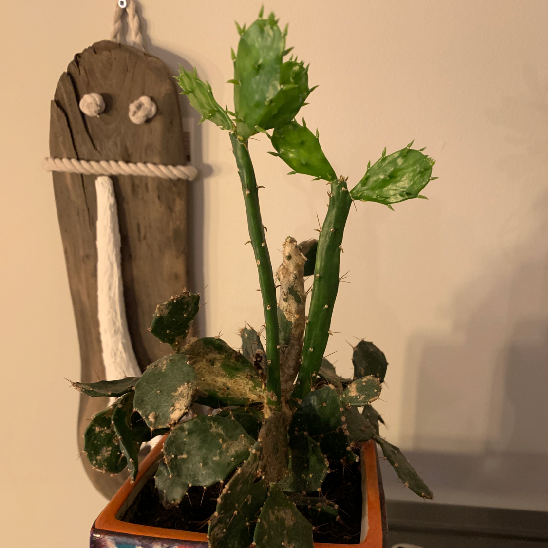 Brazilian Pricklypear plant in a pot with some segments showing browning and black spots.