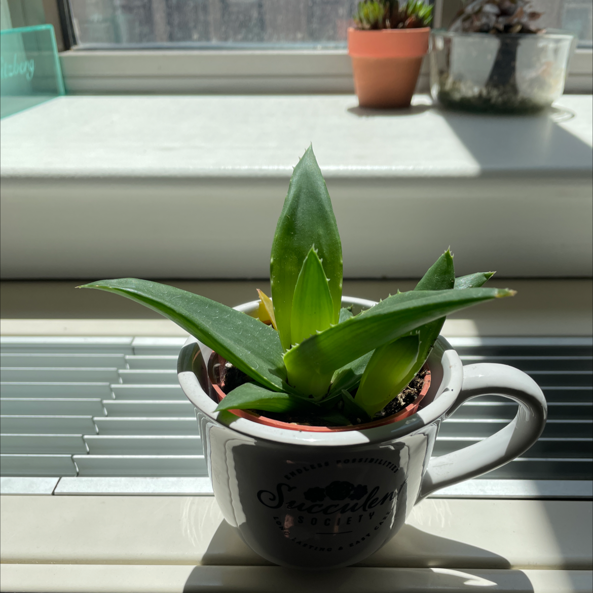 Photo of the plant species Echeveria 'Black Knight' by @Levi named Spike on Greg, the plant care app